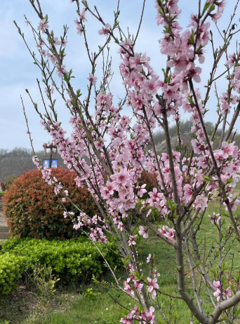 ԰������